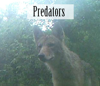 Free Range Chicken Predator Coyote