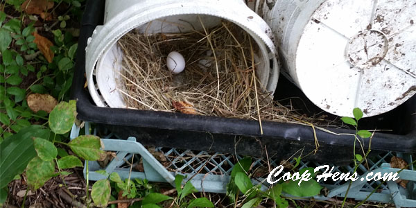 Chicken Nesting Box DIY Easy Cheap Fast