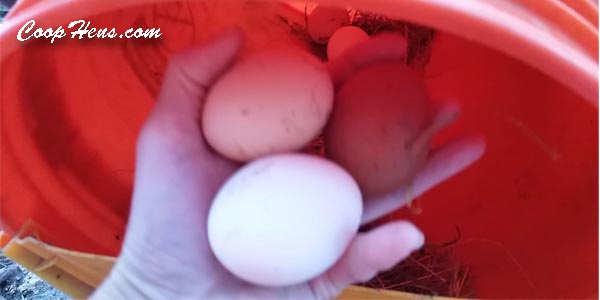 diy chicken nesting boxes fast cheap easy diy now
