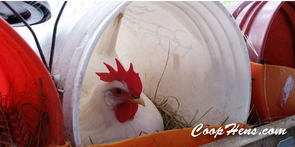 Chicken Nesting Box DIY Fast Easy Cheap