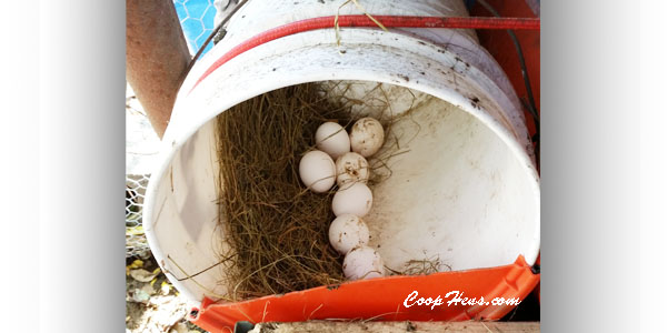 Chicken Nesting Bucket Easy Fast Cheap