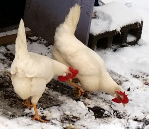 chicken predator prevention