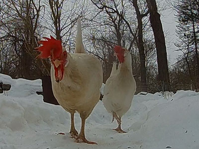 Chicken Winter Coop Tour