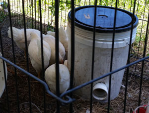 Chicks Found by Dog in Briar