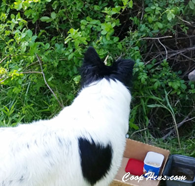 Chickens Found by Dog in Briars