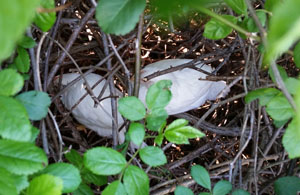 Chicks found by Dog