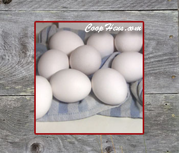 Clean & Store Fresh Eggs