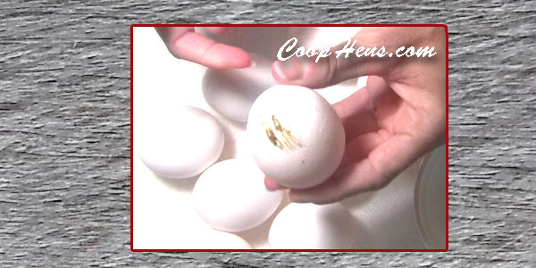 How to Clean and Store Fresh Eggs