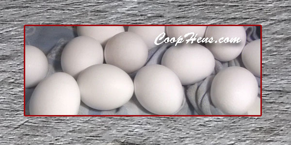 Clean & Store Fresh Eggs