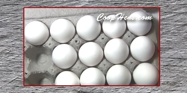 Clean & Store Fresh Eggs