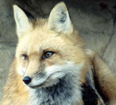 Prevent Chicken Predators fox