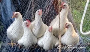 CoopHens.com Prevent Chicken Predators Coop