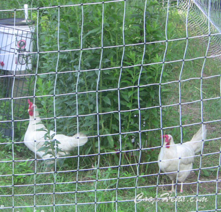 CoopHens.com Prevent Chicken Predators Fence