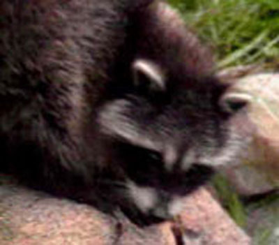 Prevent Chicken Predators Coophens Racoon