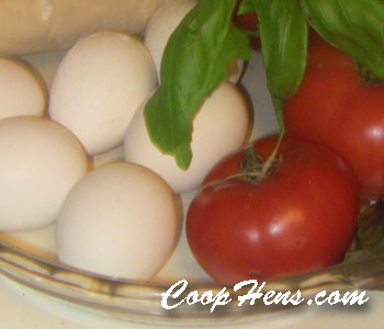 Egg Recipe Quiche Veg & Herbs