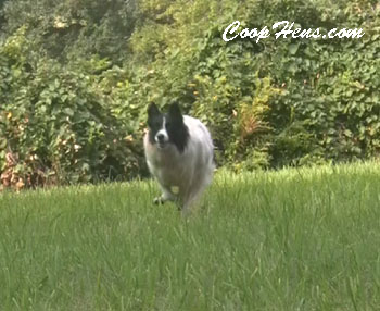 Hen Saved from Coyote by Daisy Dog