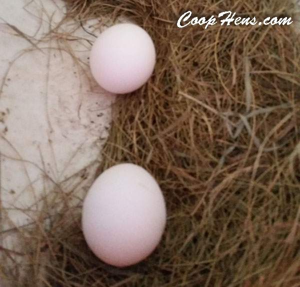 Hen Saved from Coyote by Daisy Dog