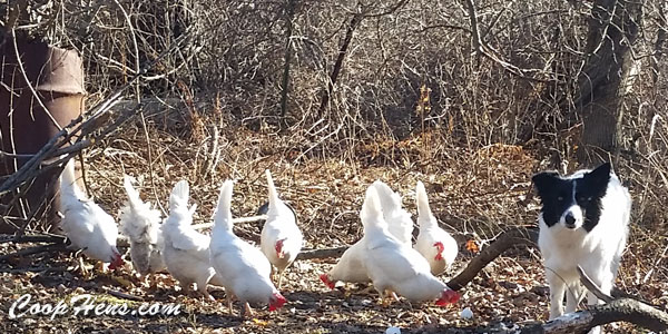 train dog to herd chickens