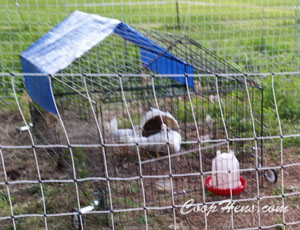 Raising Baby Chicks coophens.com