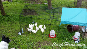Raising Baby Chicks CoopHens.com