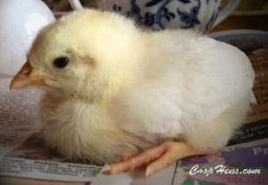 Prevent Chicken Predators CoopHens.com Chick