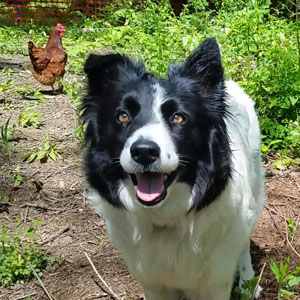 Teach Dog to Herd Chickens