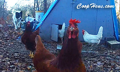 Train Border Collie to Herd Hens