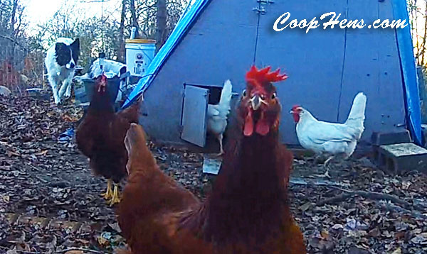 Train Border Collie Dog to Herd Chickens