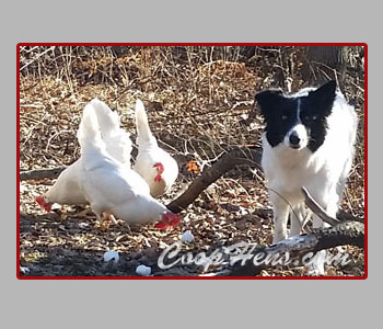 Train Dog to Herd Chickens