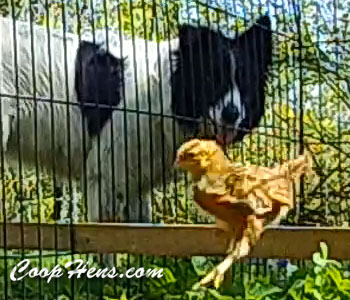 train dog to herd chickens