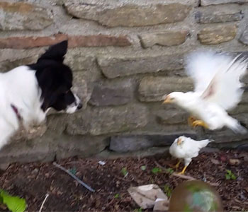 Train Dog To Herd Chickens Meet