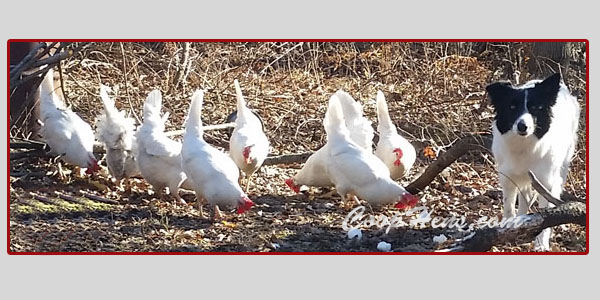 Train Dog To Herd Chickens