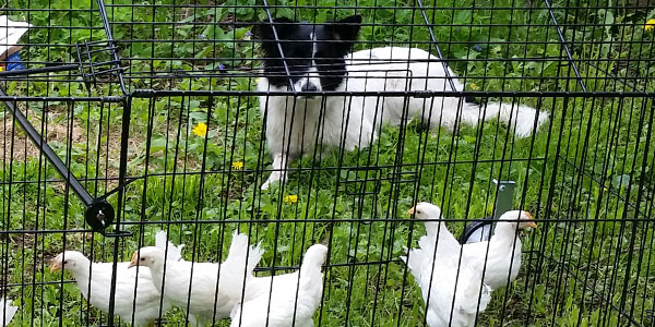 Train Dog to Herd Chickens meet