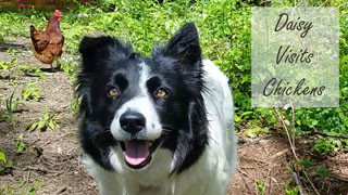 Border Collie Daisy Dog Visits & Herds Chickens & Hens