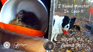 Daisy Dog Finds Opossum in chicken coop