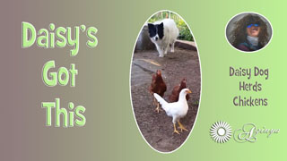 Daisy Dog Herds Chickens Alone