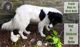 Teach Dog To Herd Chickens Dog Meets Chickens