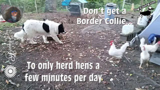 Don't Get a Border Collie to only Herd Chickens