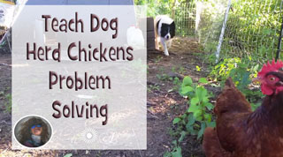 Teach Dog To Herd Chickens Problem Solving