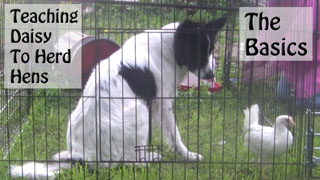 Teach Dog To Herd Chickens Basics