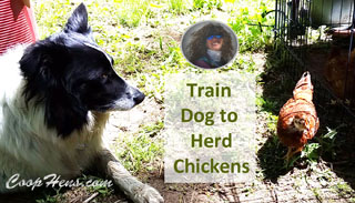 Teach Train Dog to Herd Chickens